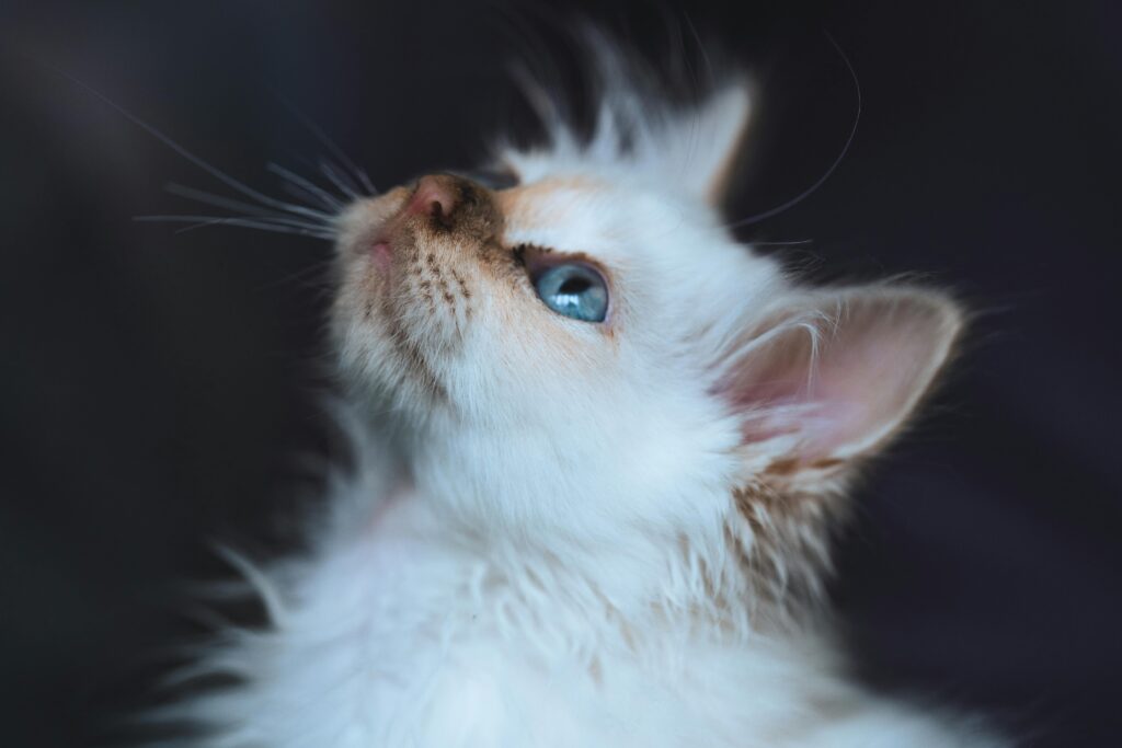 pexels omar ramadan 1739260 6456287