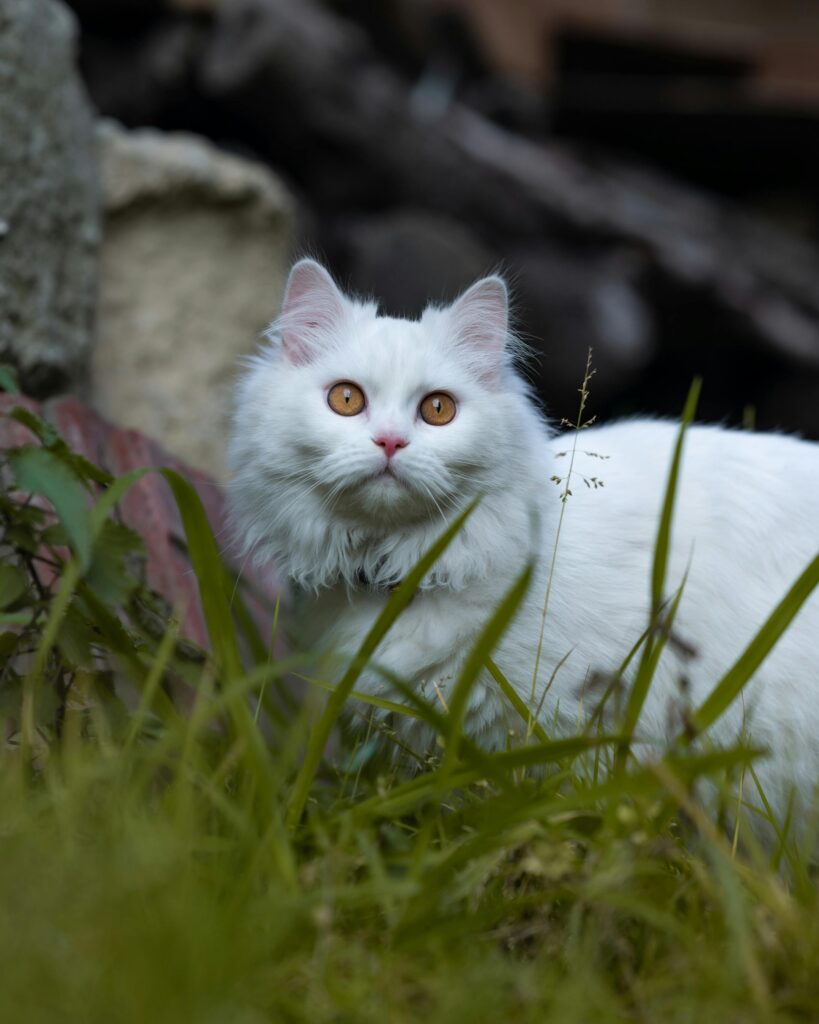 pexels umernazir 10672988