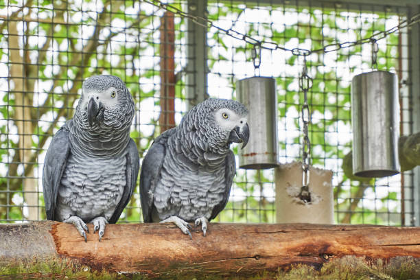 African Grey Parrot