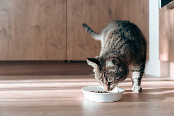Cat Feeding Guide