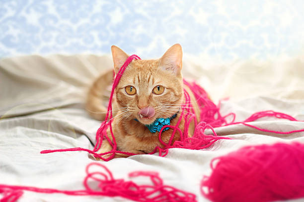 Cat from Chewing Electrical Cords. 1