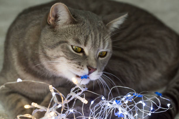 Cat from Chewing Electrical Cords.