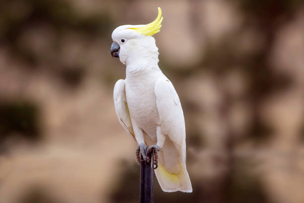 Cockatoos 1