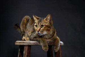 Tabby Cat
