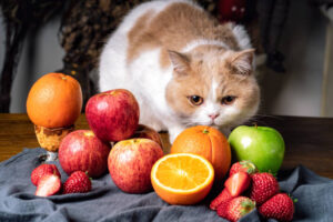 cats Eat fruits