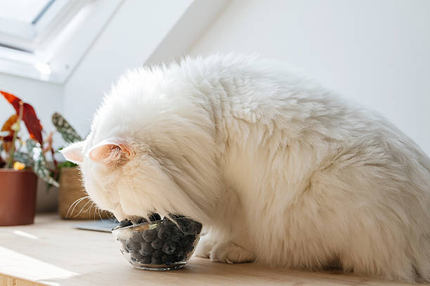 cats eat fruits Blueberries