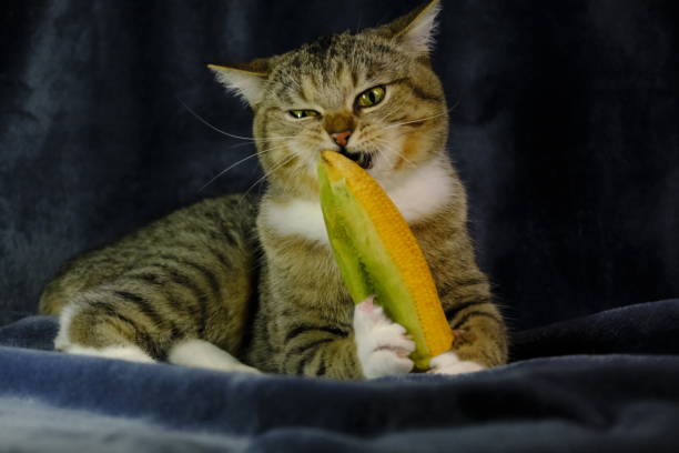 cats eat fruits Cantaloupe