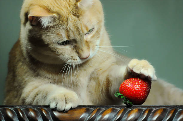 cats eat fruits Strawberries