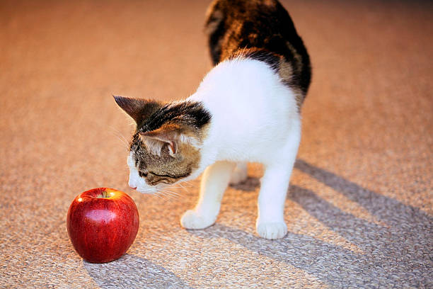 cats eat fruits apples
