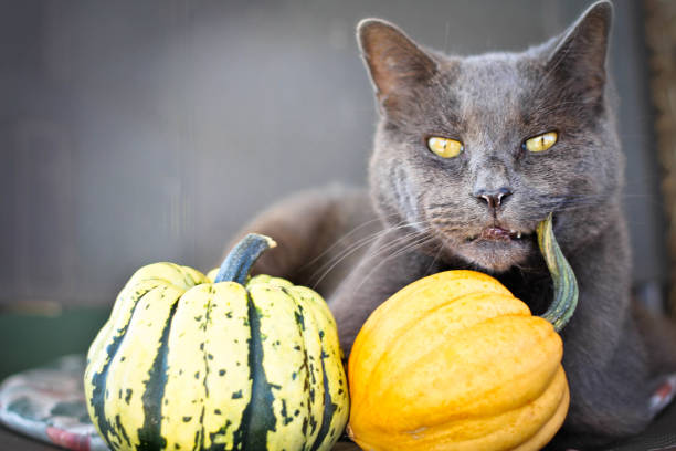 cats eat fruits
cats diet