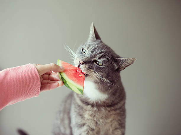 cats eat fruits watermelon