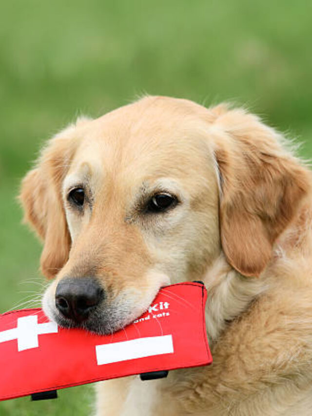 8 Must-Have Essentials For A Perfect Dog Road Trip