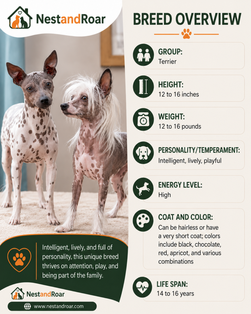 American Hairless Terrier