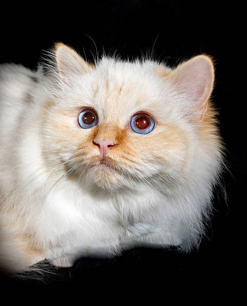 cutest Cat breeds