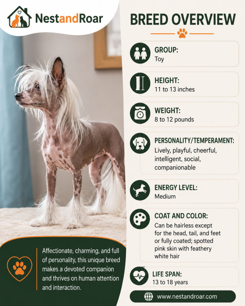 Chinese Crested