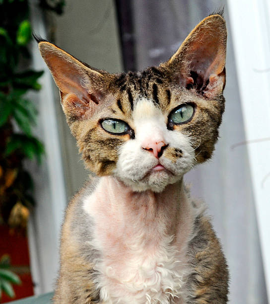 Devon Rex