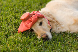 Dog Heatstroke Signs