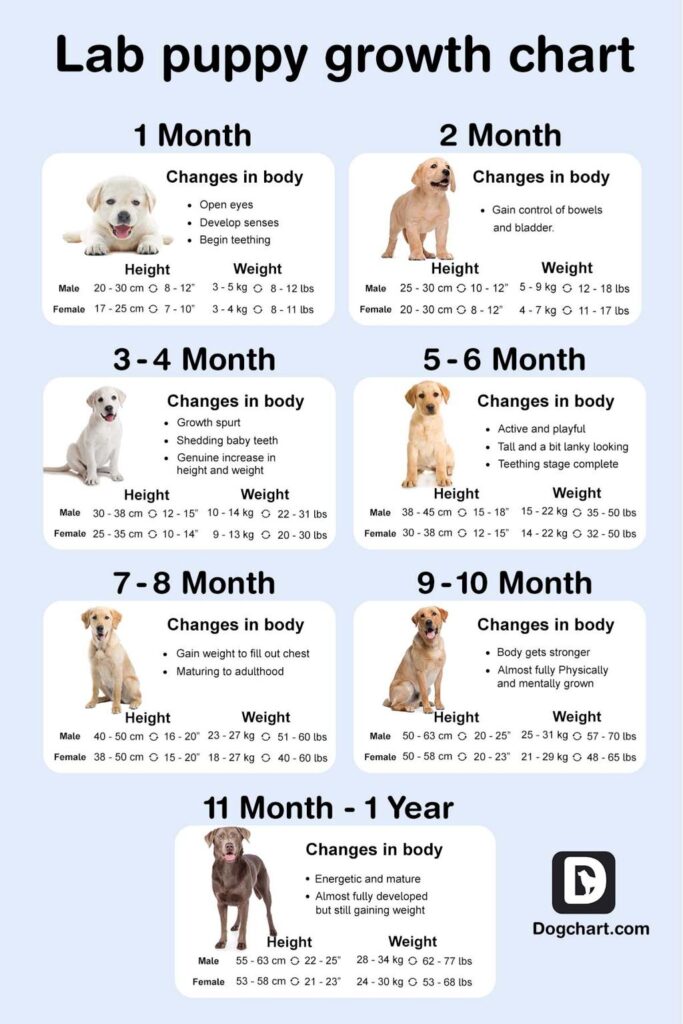 Large Dog breeds growth chart