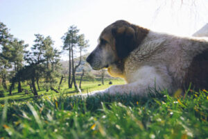 Mastiff