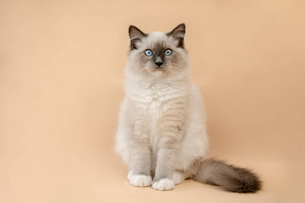 fluffy ragdoll in the studio