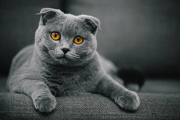 Scottish Fold 1