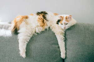 Best British Cat Breeds