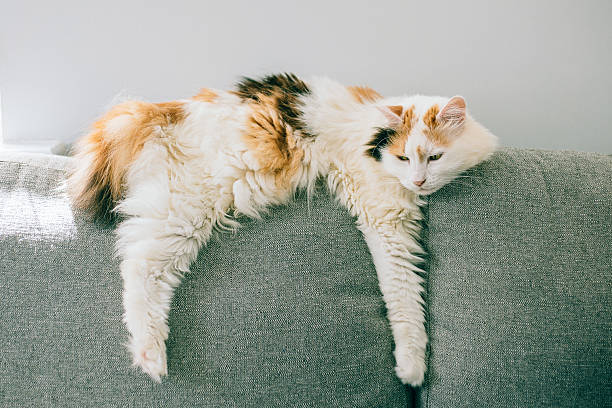 Best British Cat Breeds