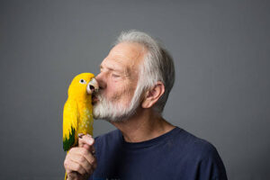 Yellow Parrot