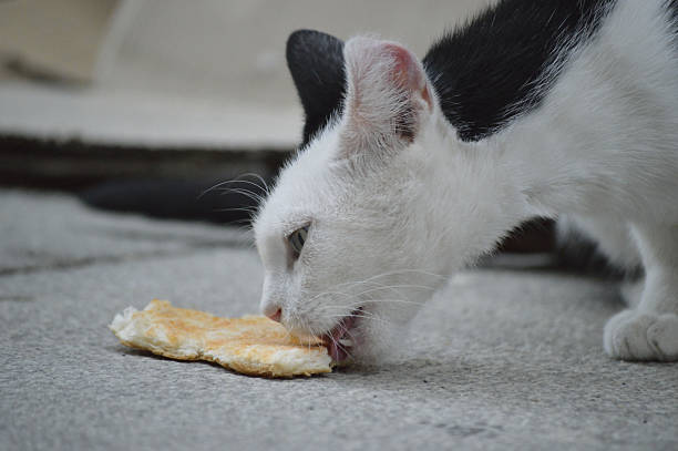 can cats eat bread