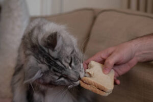 Cats Eat Bread