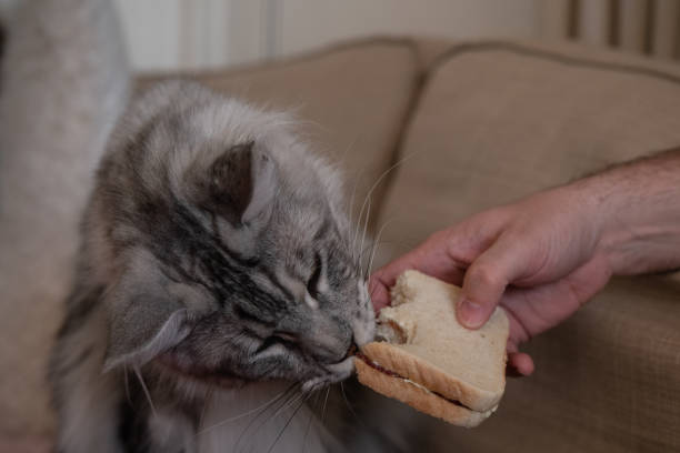 Cats Eat Bread