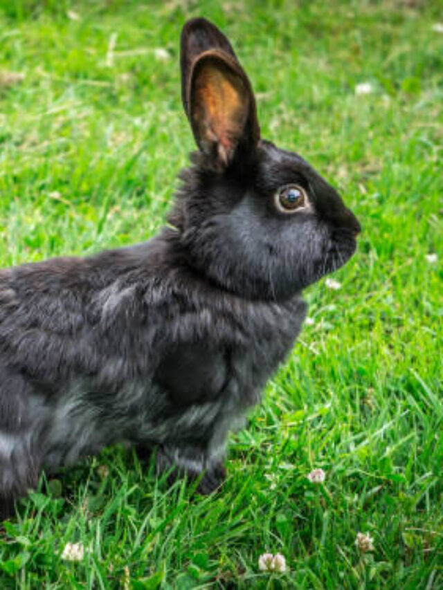 Best Ways to Care for a Pet Silver Fox Rabbit