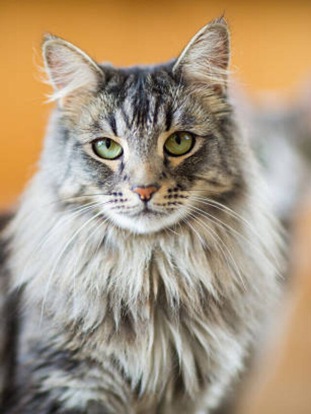 7 Best Calm Cats for Quiet and Cozy Living