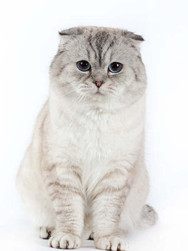 7 Best British Cat Breeds
