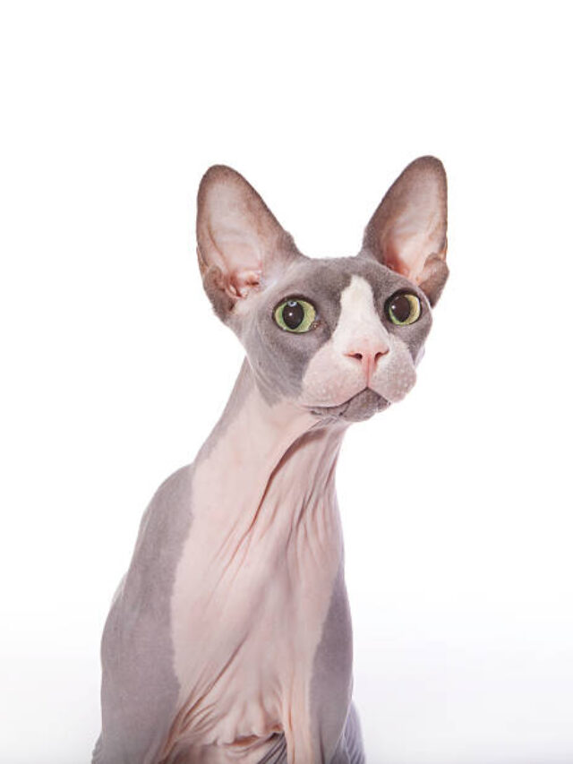 8 Unique Hairless Cat Breeds You’ll Fall in Love With