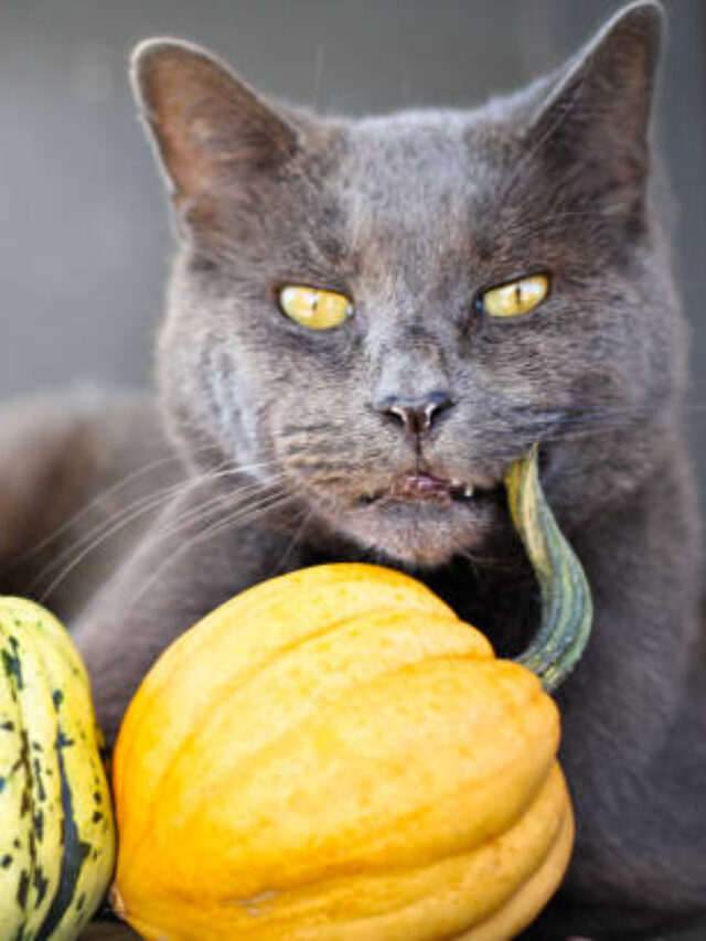 Can Cats Eat Pumpkin? Benefits, Risks & Safe Feeding Tips