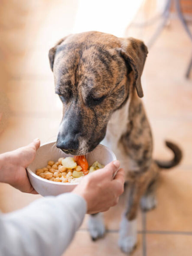 Can Dogs Eat Oatmeal? 8 Safe & Healthy Facts Every Pet Owner Should Know