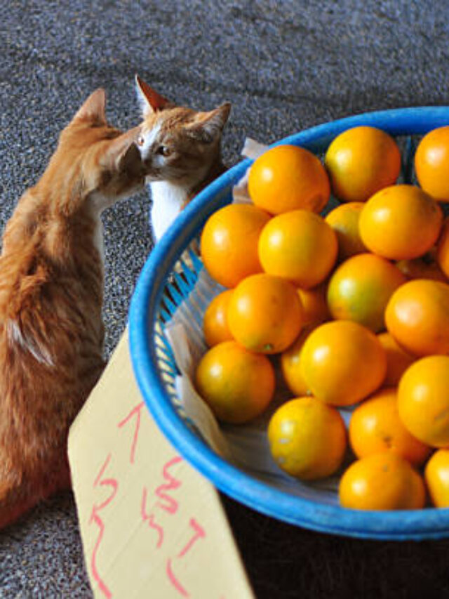 Are Oranges Safe for Cats? Expert Advice Revealed