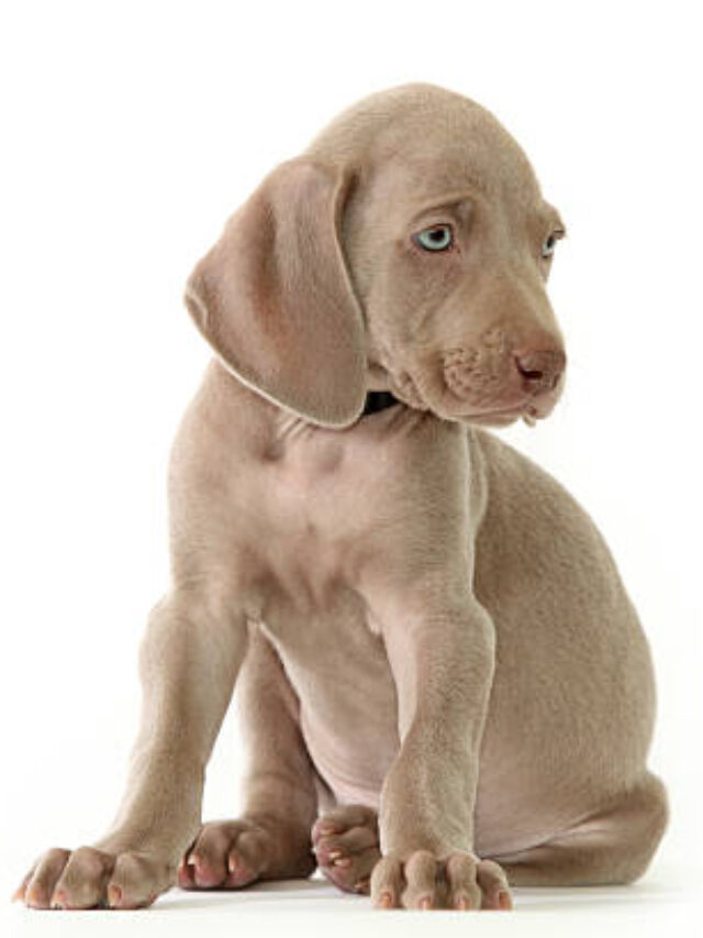 8 Cute Short-Legged Dogs You’ll Love