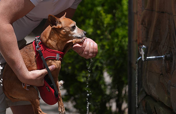 overheating dog symptoms