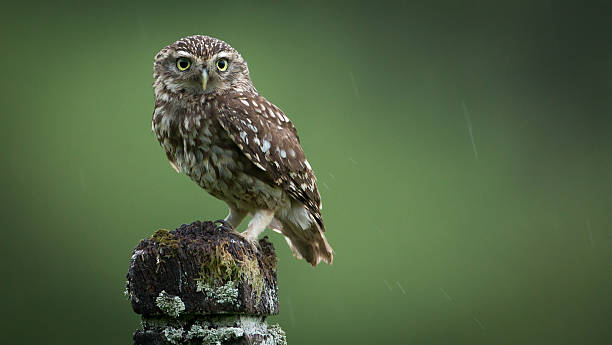 owls