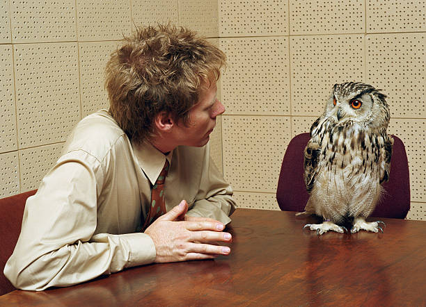pet owl