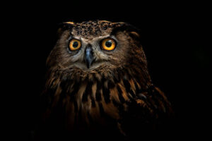 pet owl