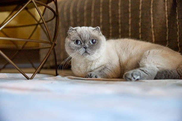 Scottish Fold