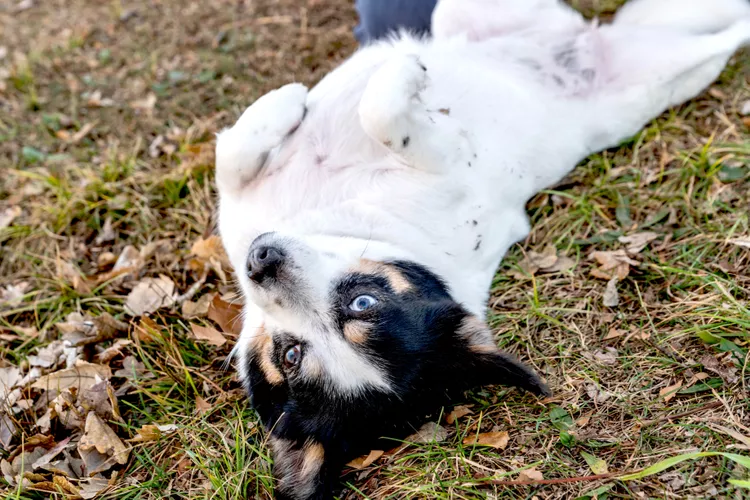 Belly Rubs