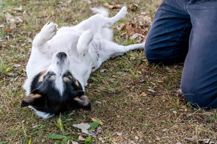 why dogs like belly rubs 4584399 02 d4ebfe6ad2b74f8199fc74a492a5bf73