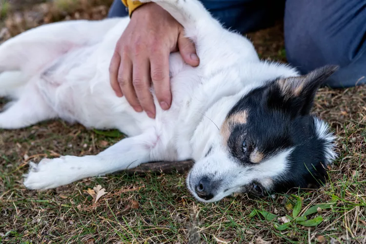 why dogs like belly rubs 4584399 03 e9150b4c0f794706adb680bf2b97c6e2