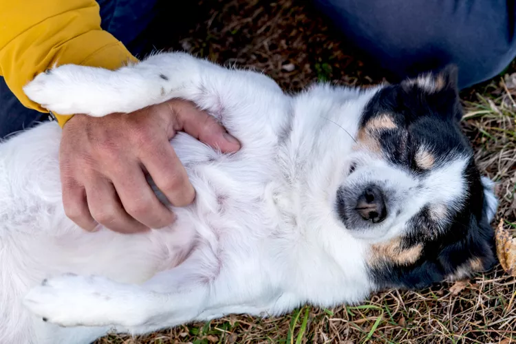 why dogs like belly rubs 4584399 04 379a332e49784038b88fe3b066872714