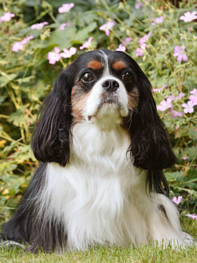 Top 7 Most Expensive Dog Breeds in America, UK & Australia