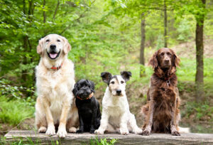 Friendly Dog Breeds